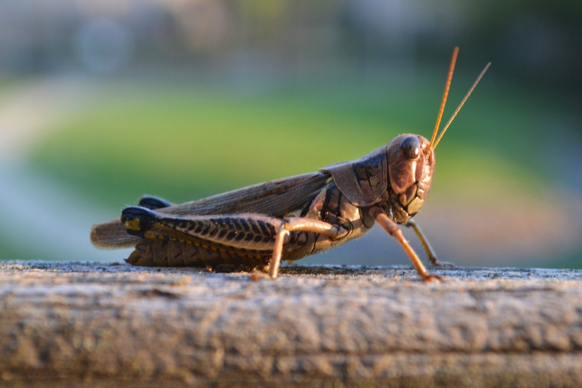 Яйцеклад саранчи