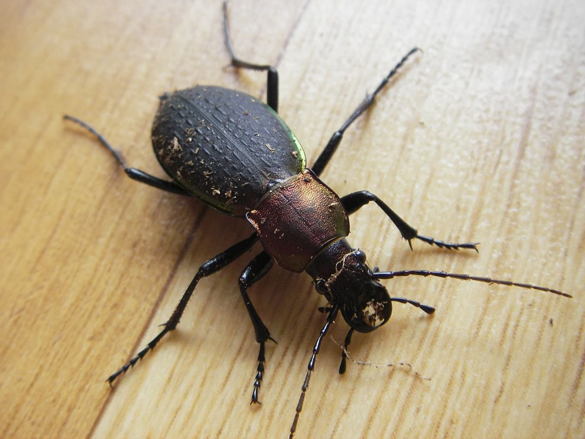 Жук жужелица Янковского