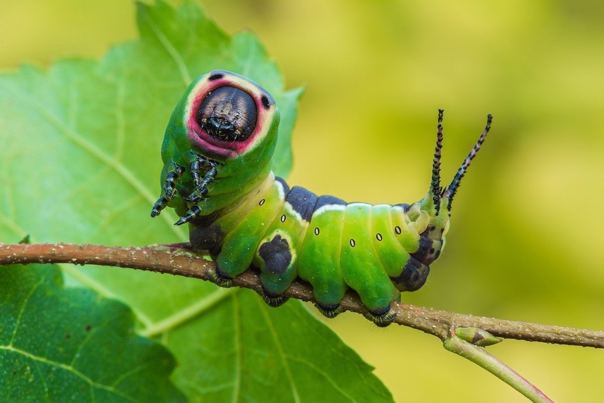 Гусеница Cerura vinula бабочка