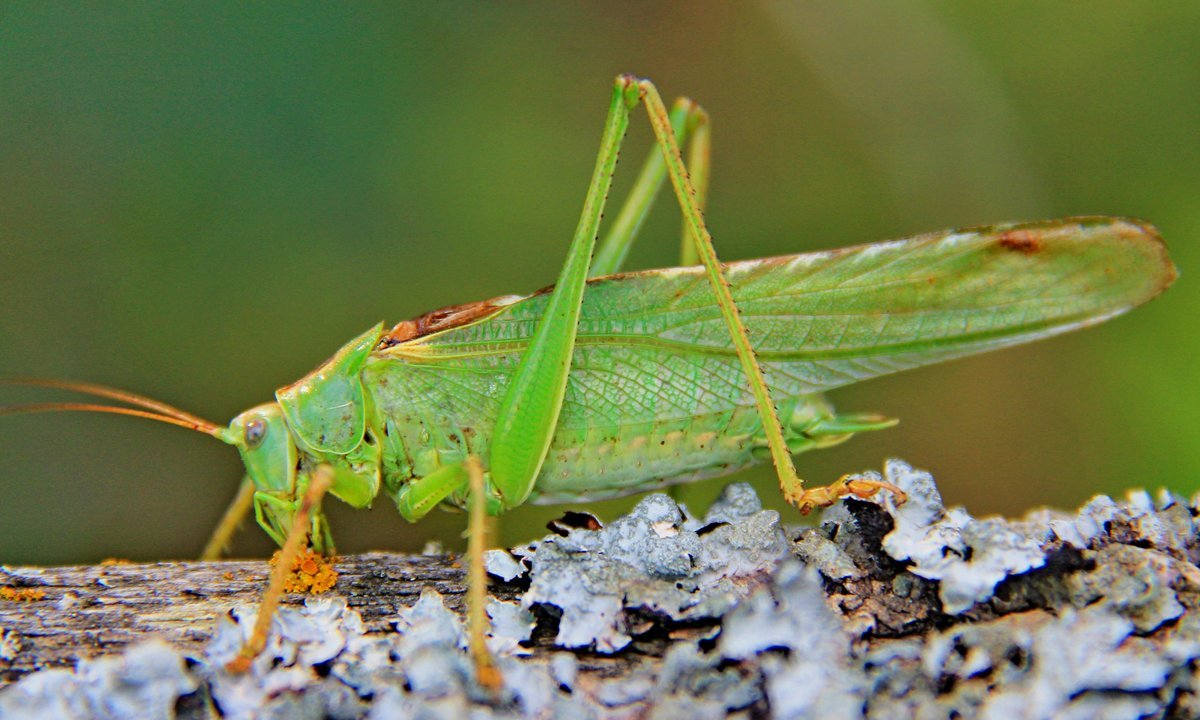 Азиатская Перелетная Саранча