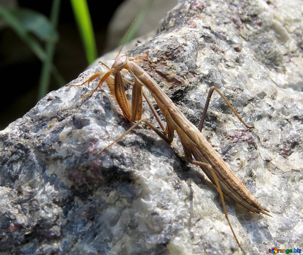 Насекомые Приморского края