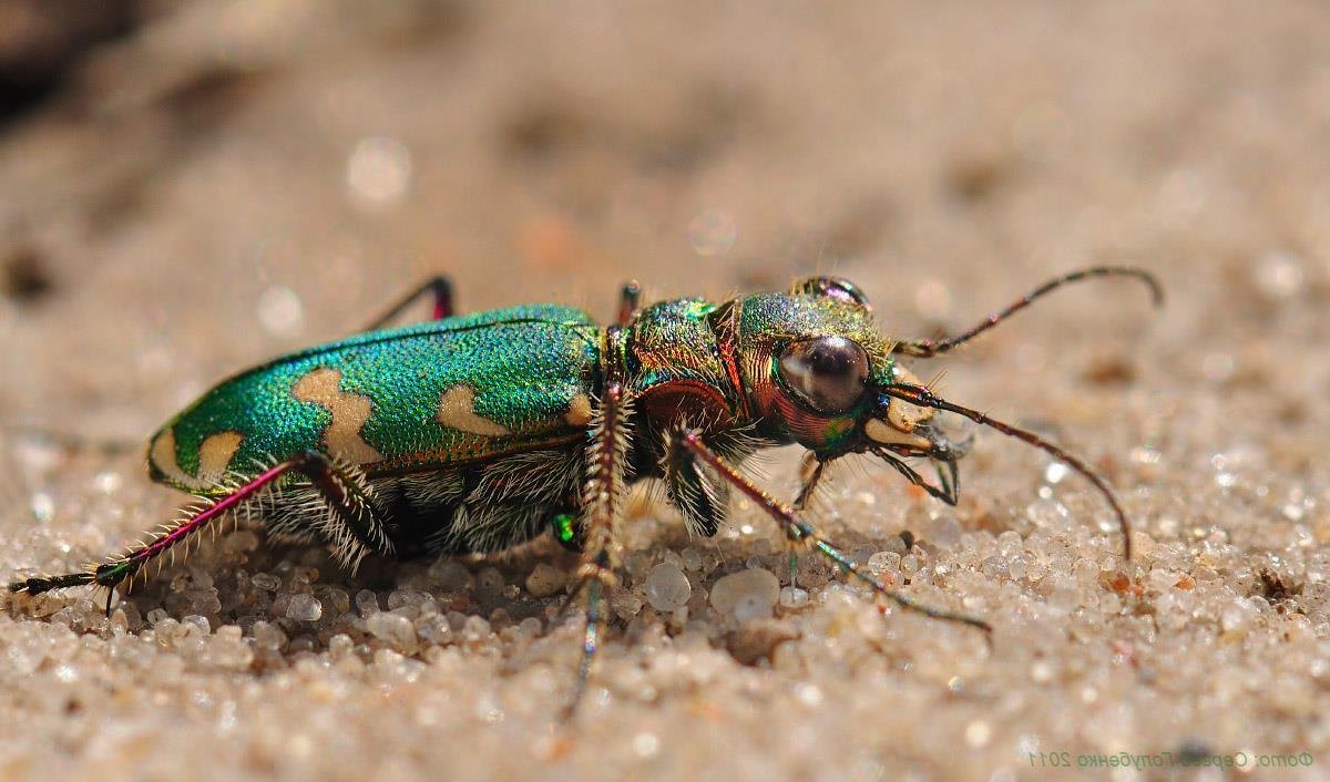 Австралийский Жук скакун