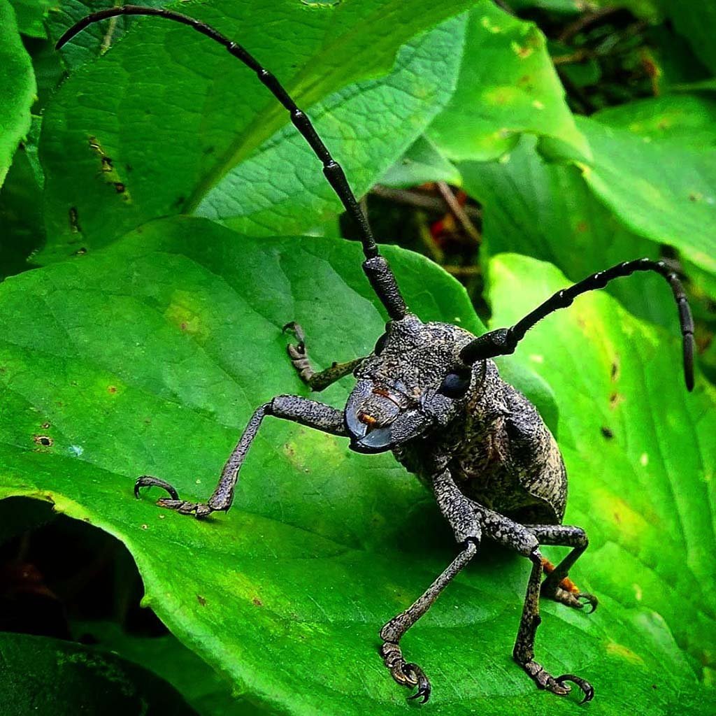 Приморские жуки