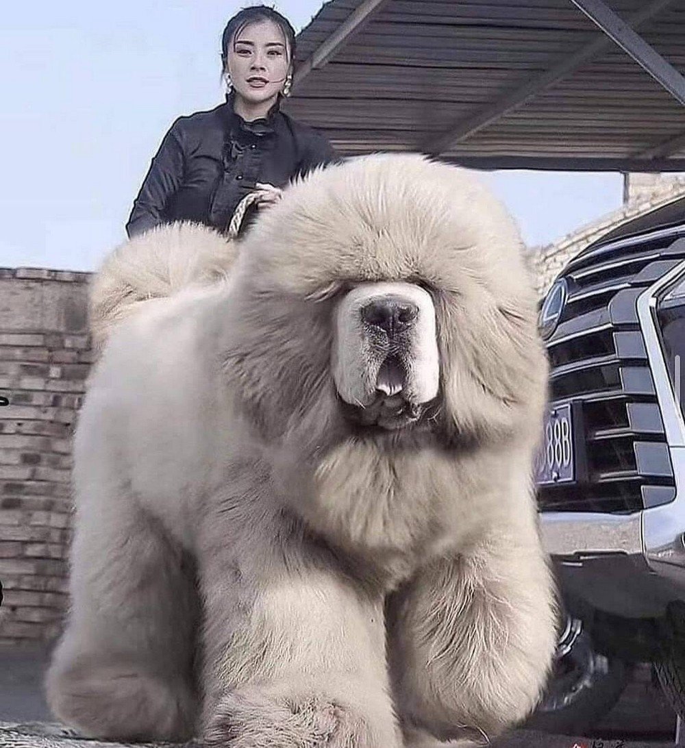 Тибетский мастифмастиф