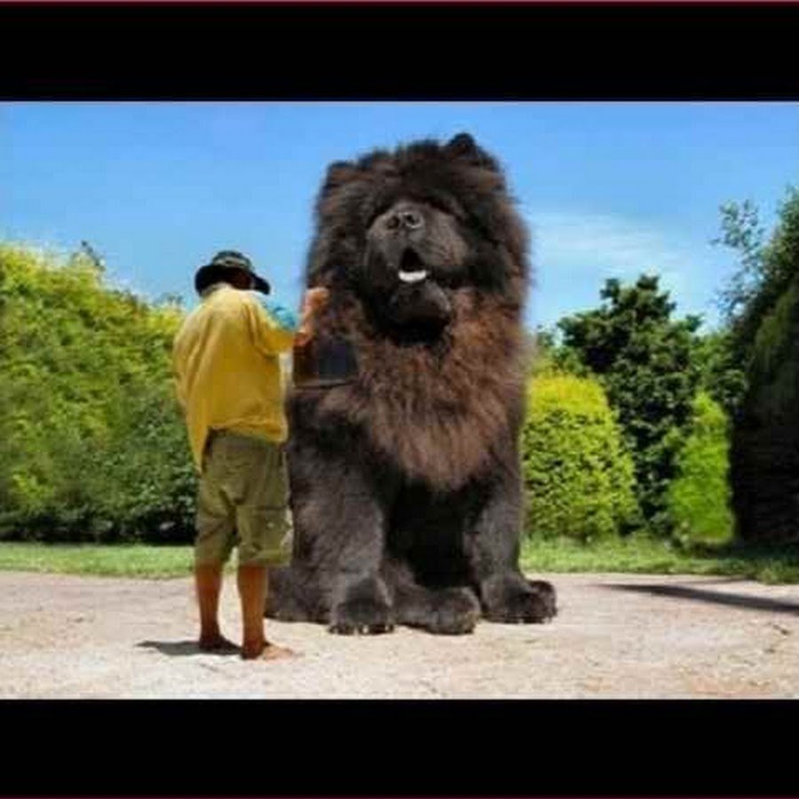 Гигантский дог Пресли