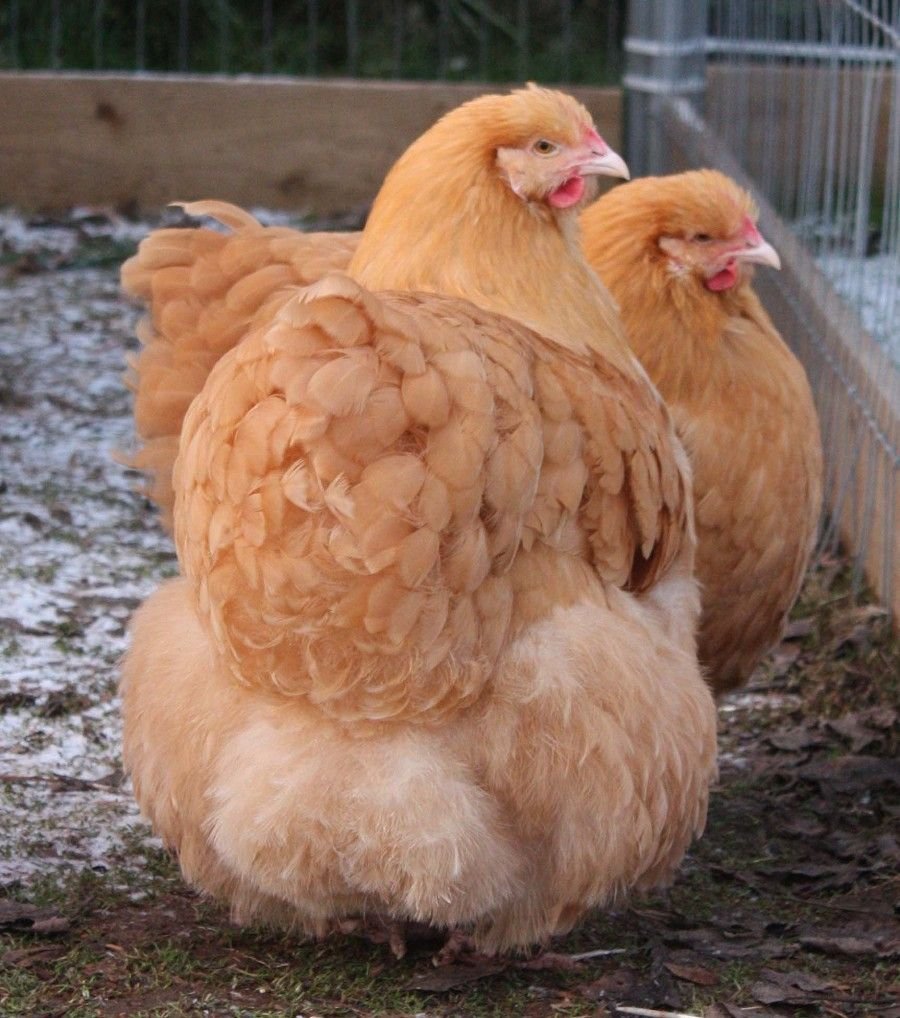 Брама Орпингтон