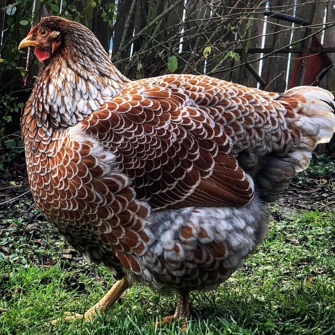 Брама Виандот