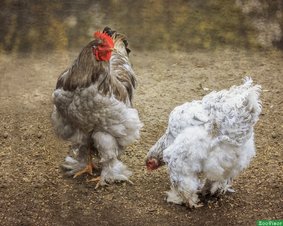 Куры кохинхин полосатый