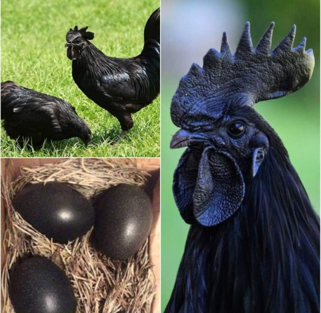 Петух Аям Цемани