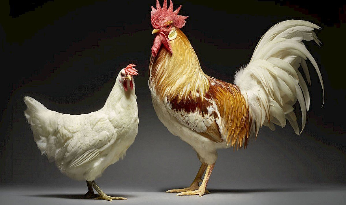 Породистые петухи и куры