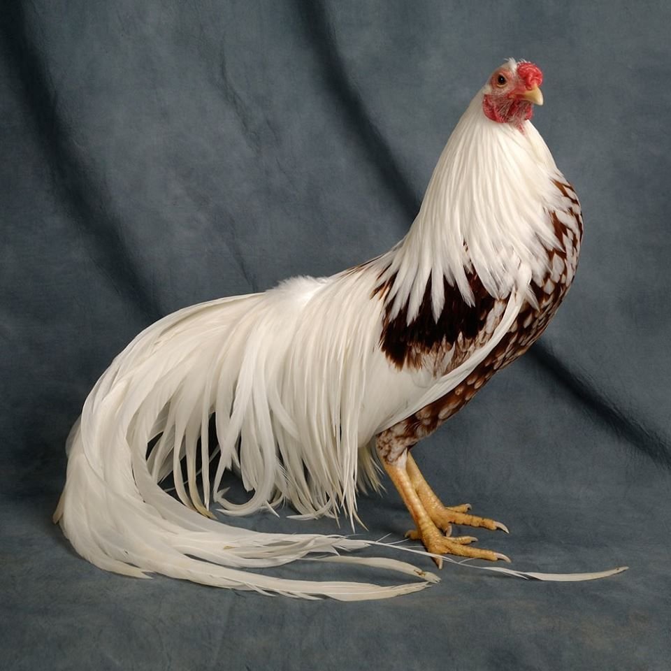 Феникс (порода кур)