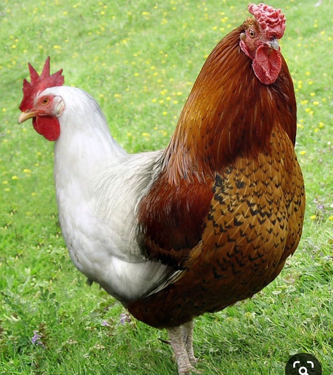 Большая курица название. Маран. Курица Маран. Маран (порода кур). Петух породы Ломан Браун.