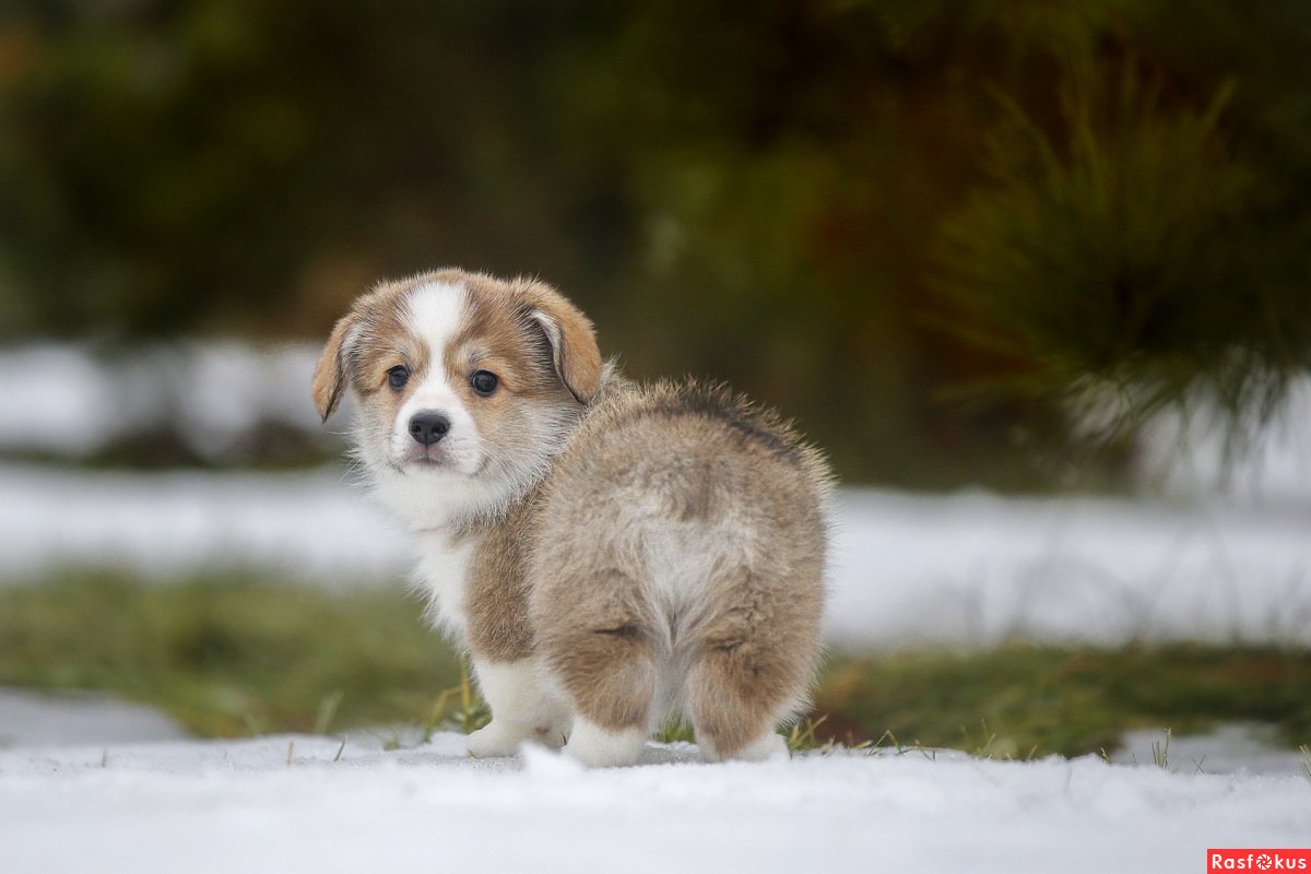 Вислоухий пес порода