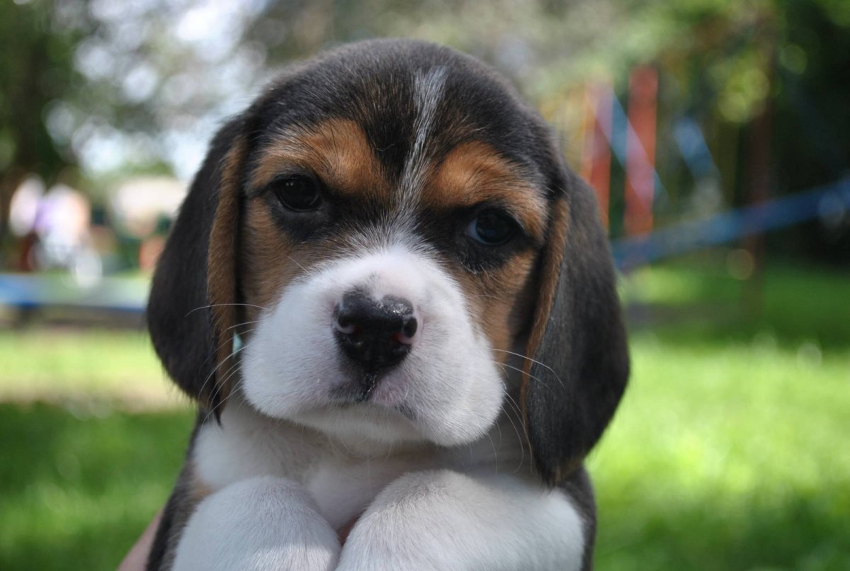 Бигль Мерль