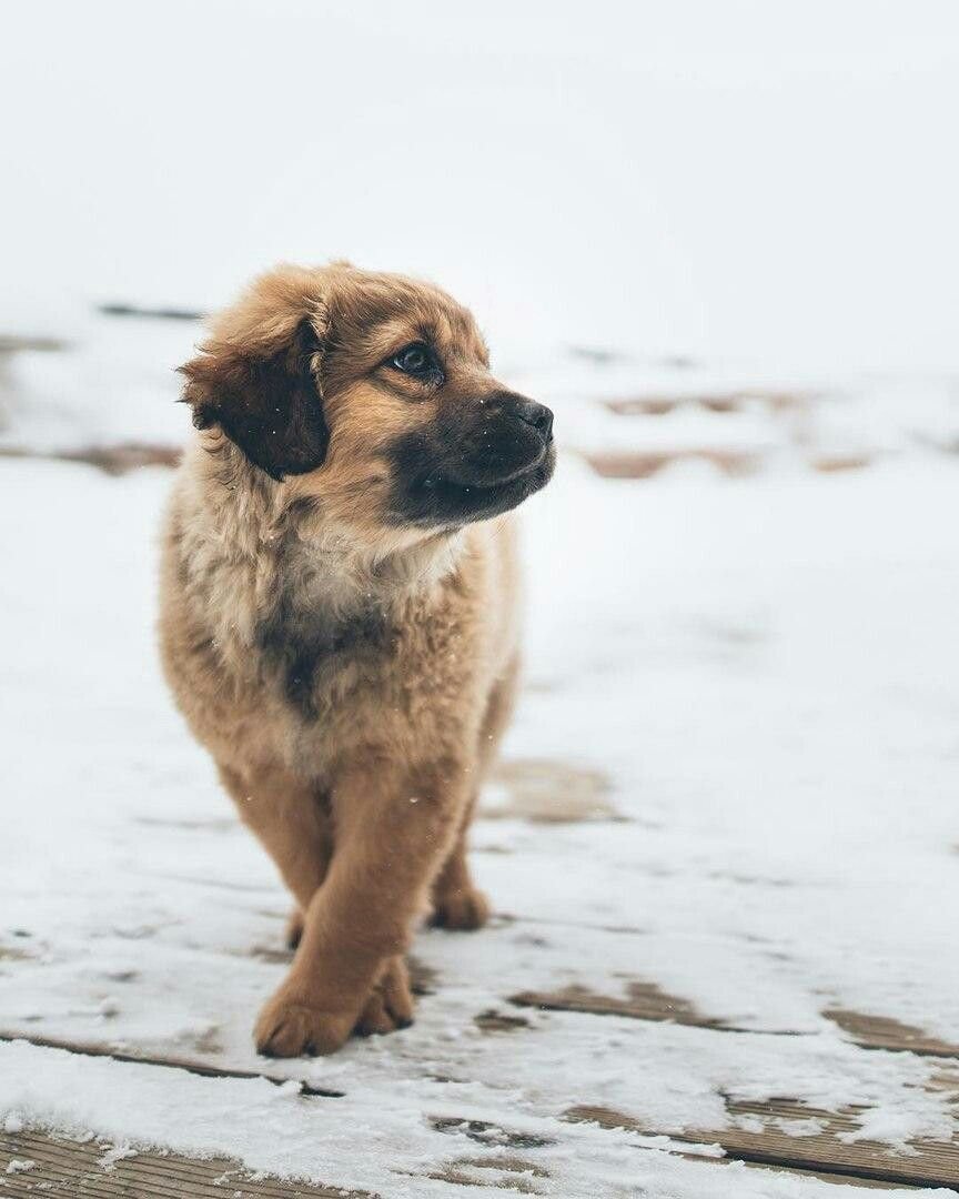Золотистый кокер спаниель