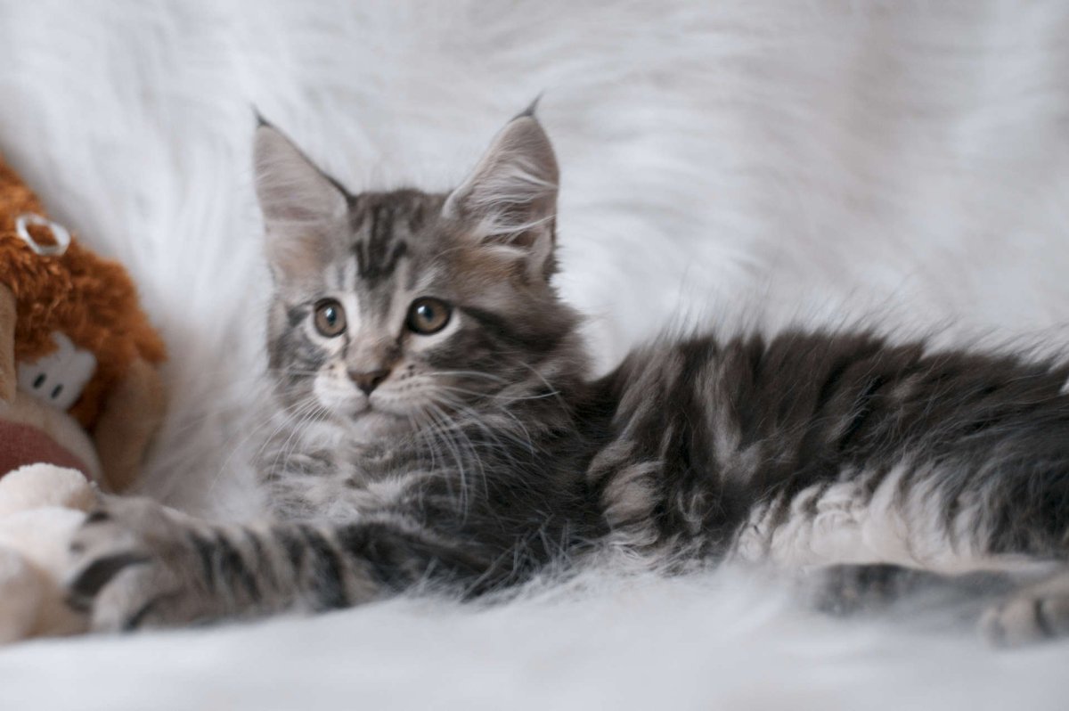 Мейн кун мраморный