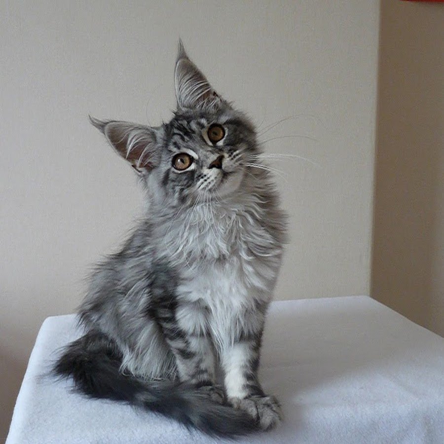 Мейн кун обои