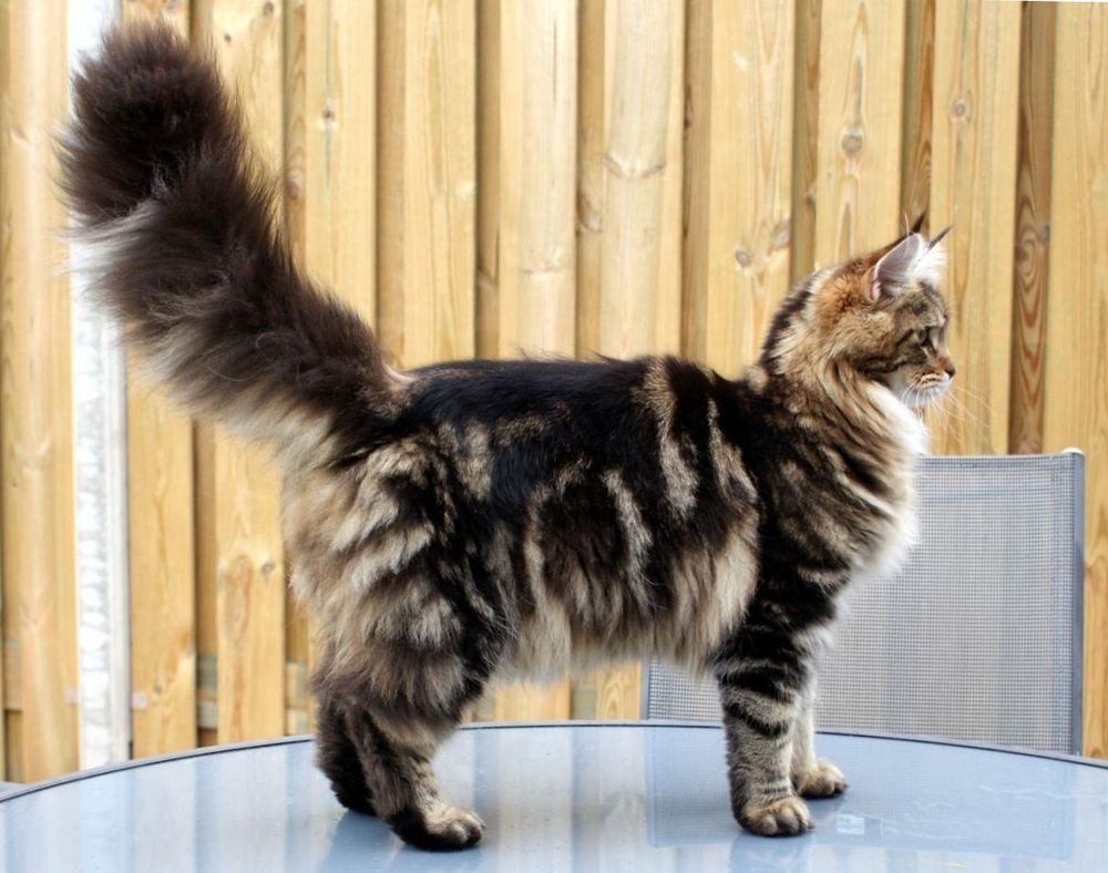 Красный мраморный Мейн кун