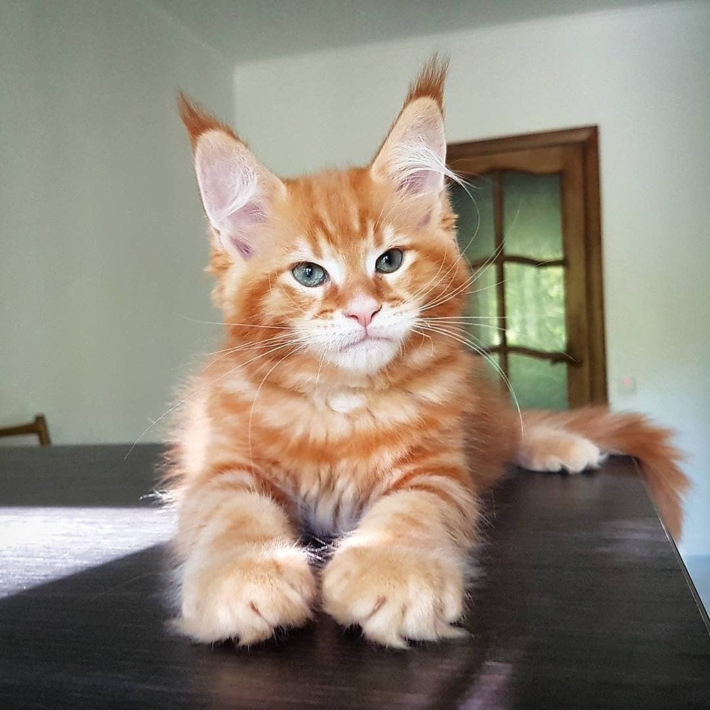 Кот Мейн кун