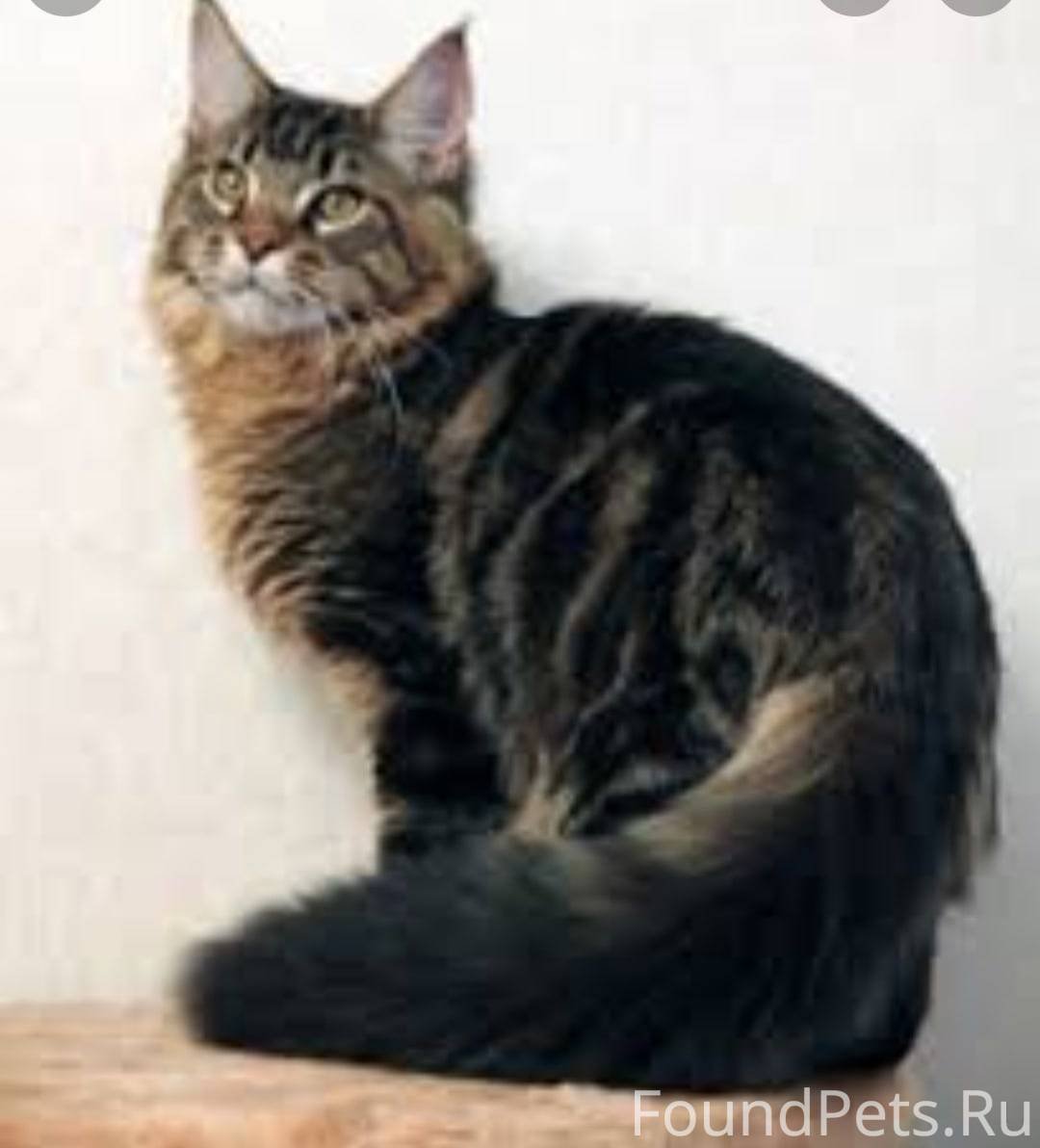 Мейн кун голубой мрамор