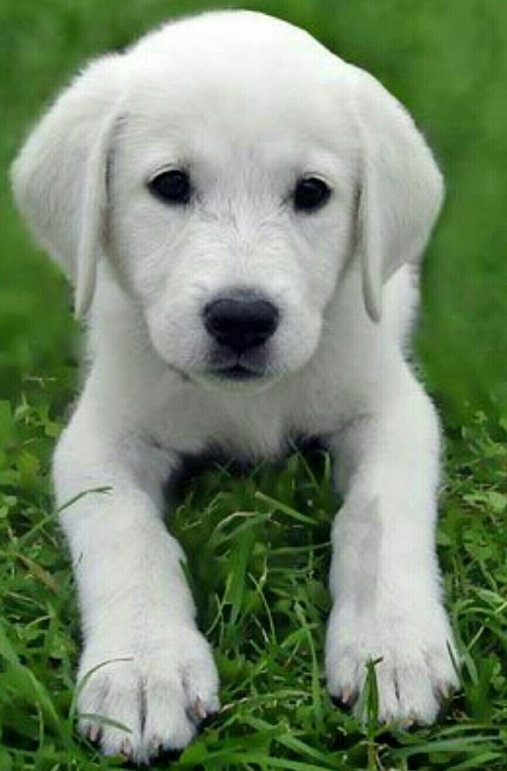 Шотландский вислоухий пес