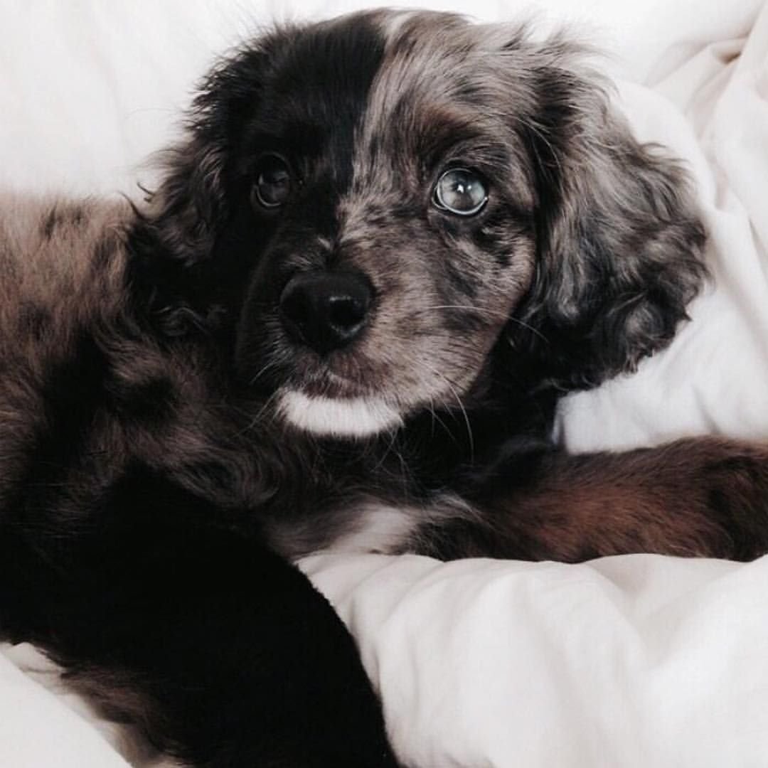 Щенок вельш корги вислоухие