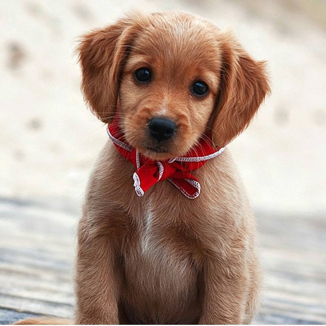 Милый щенок