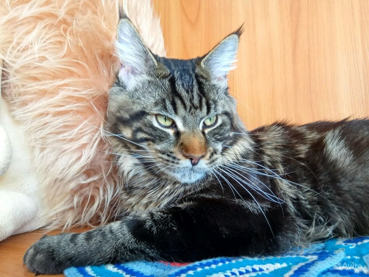 Мейн кун Калико