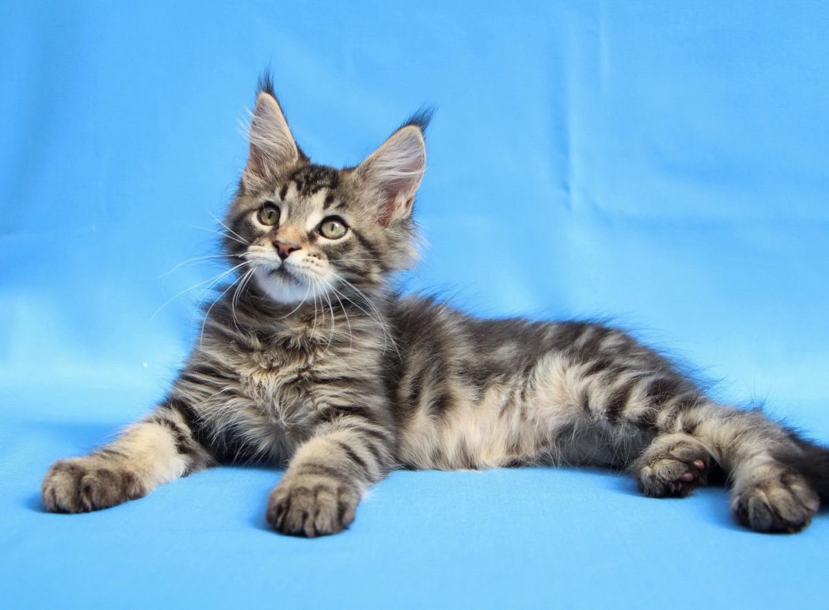 Кошка Мейн кун с котятами