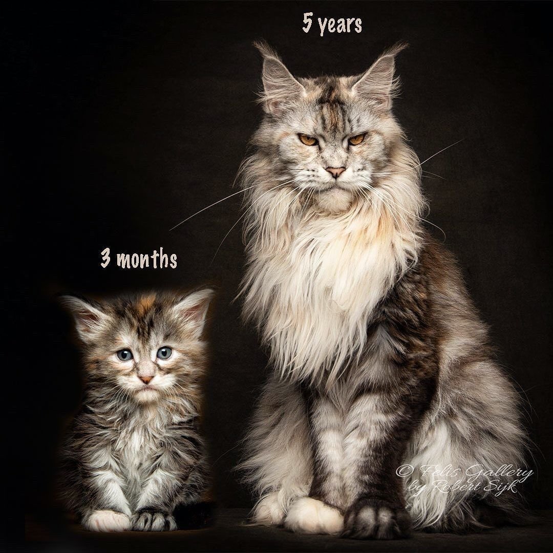 Коты великаны Мейн куны