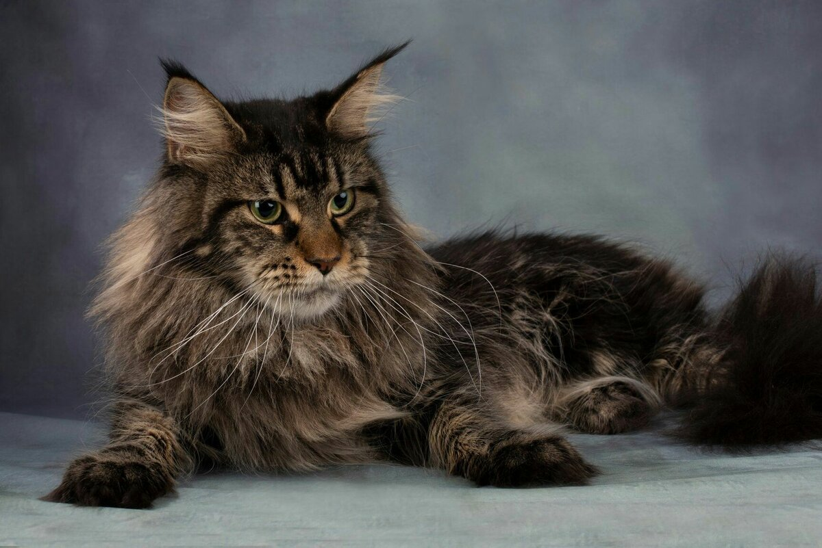 Кот серый Мейн кун размер