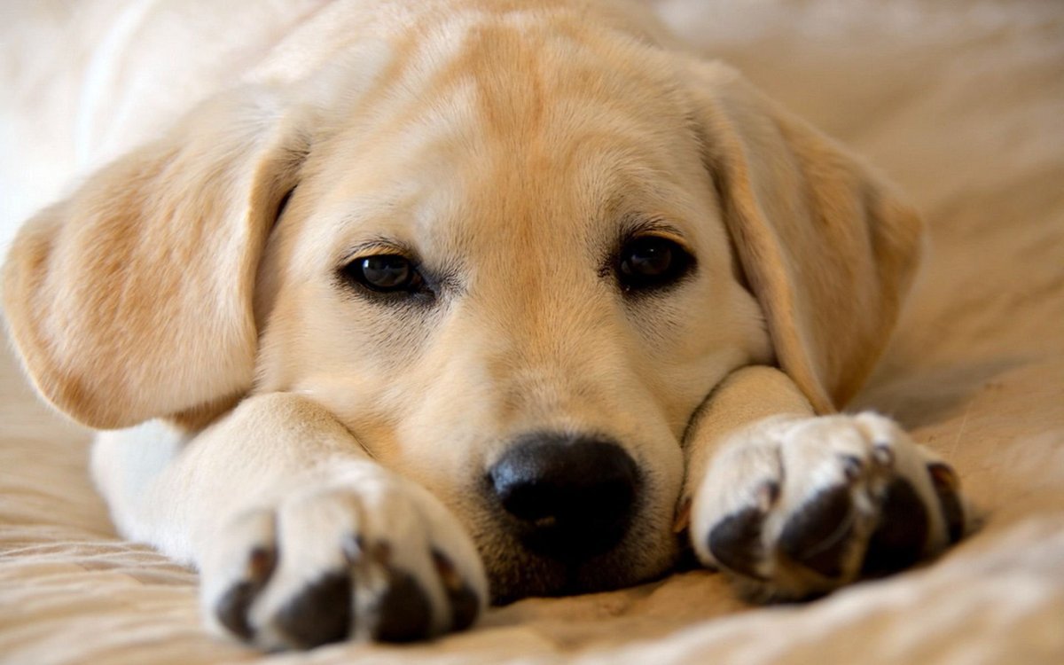 Ирландский Керри Бигль