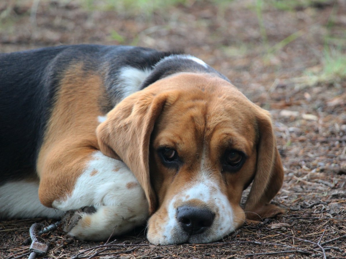 Вислоухий лабрадор черный маленький