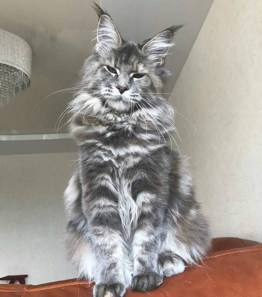 Взрослая кошка Мейн кун