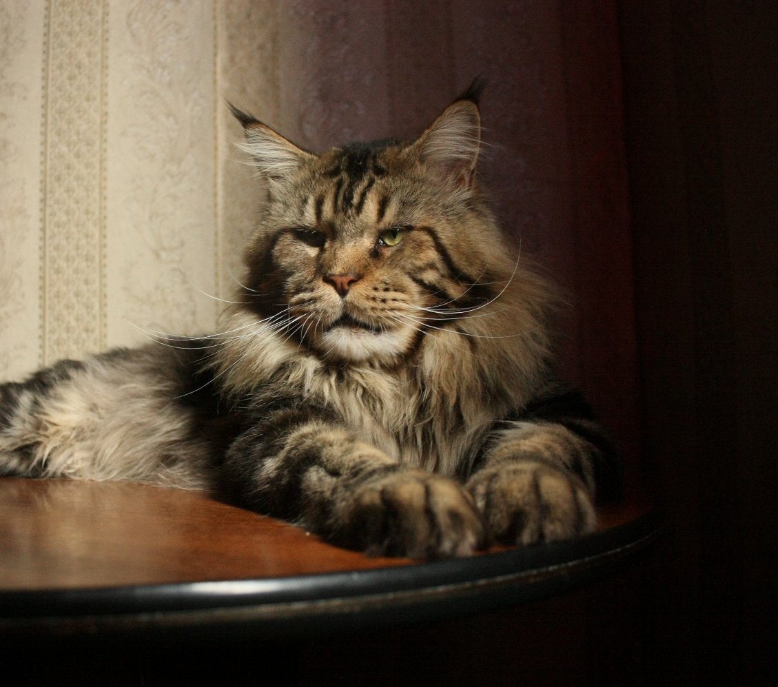 Мейн кун рекс