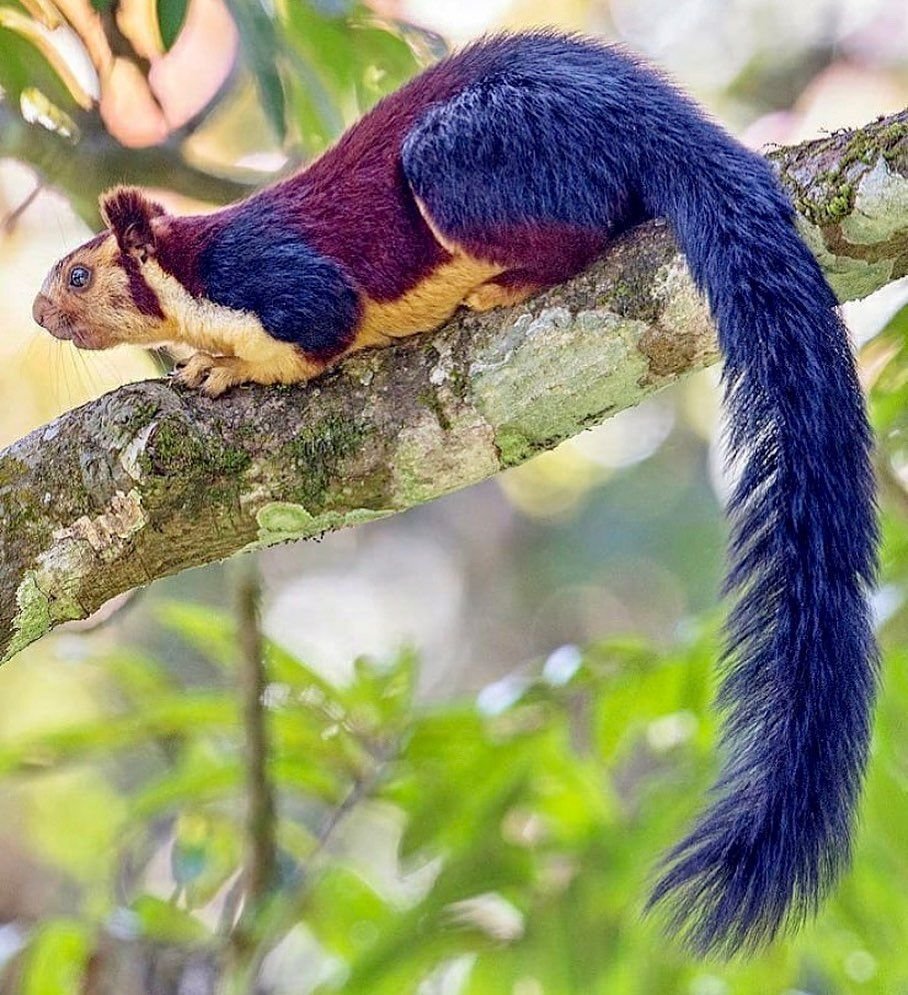 Белка на дереве осенью