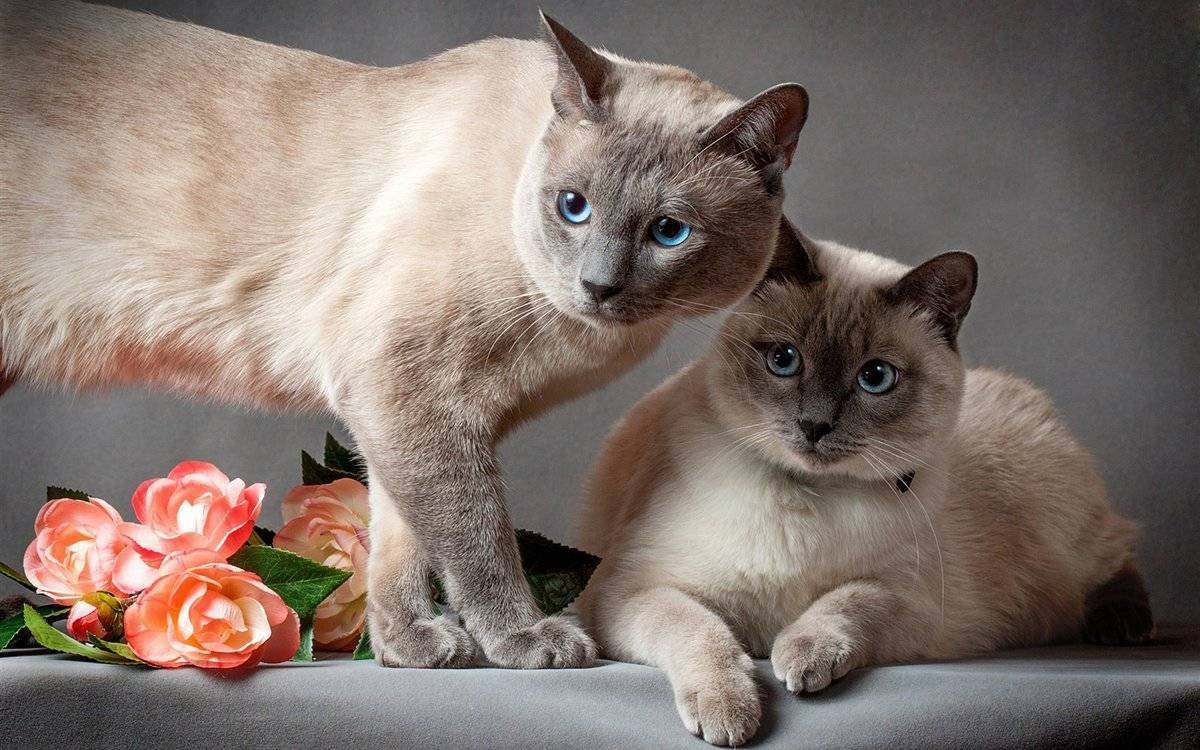 Оцикет кошка