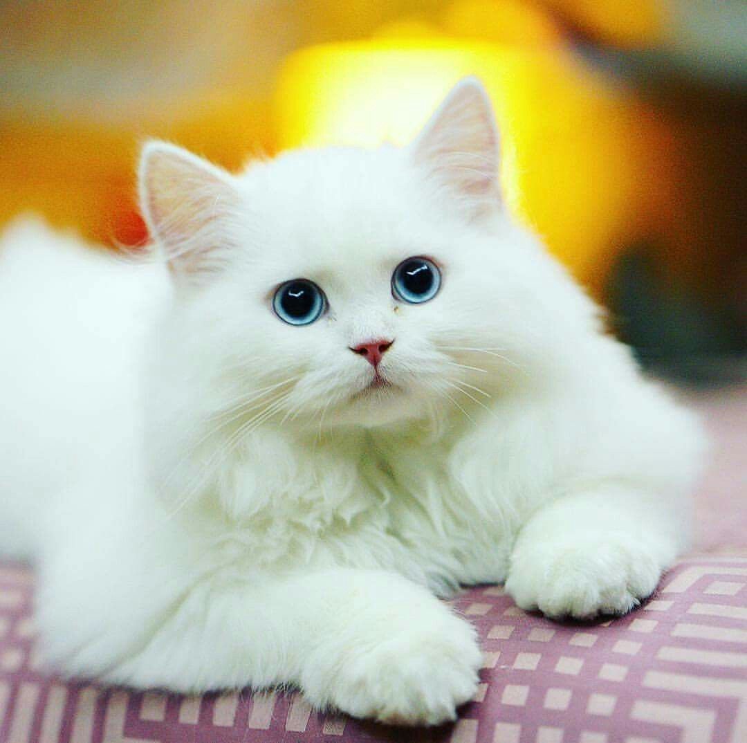 Милый кот