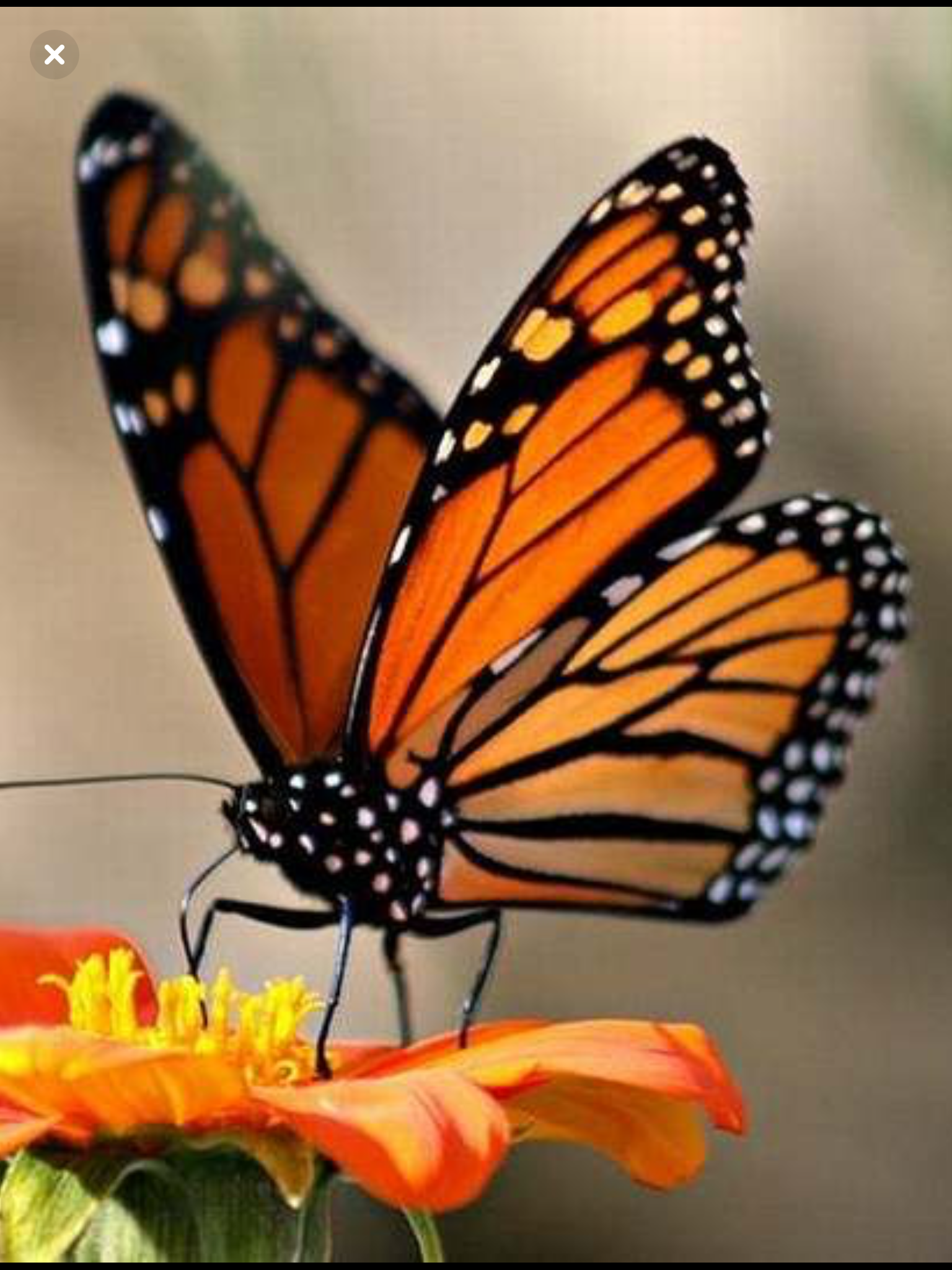 Бабочка черно оранжевая. Данаида Монарх. Бабочка Данаида. Бабочки-монарха Danaus plexippus. Бабочка Данаида Монарх (Danaus plexippus).