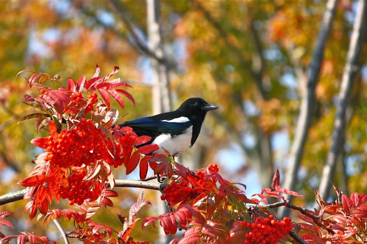 Сорока осенью