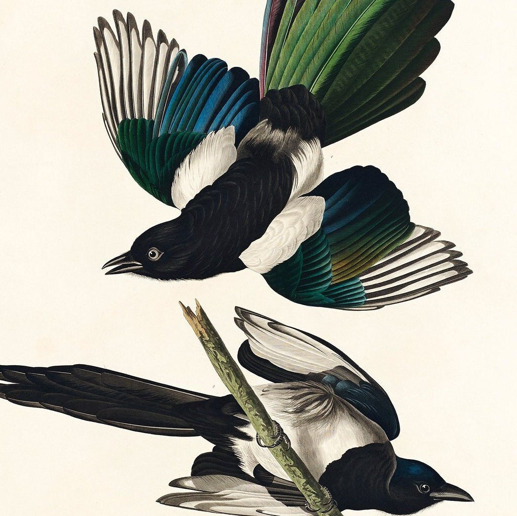 Винтажные иллюстрации птиц Одюбон