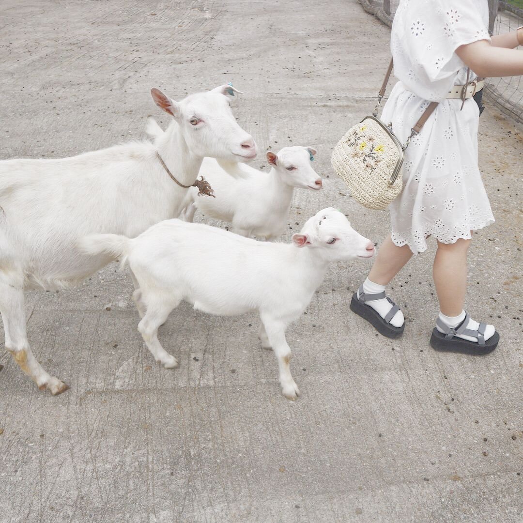 Маленький козлик