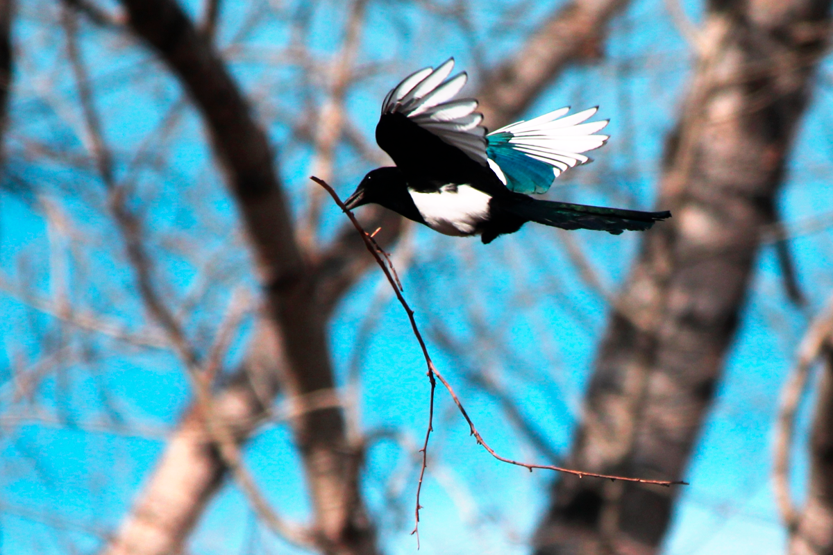 Птица в полете