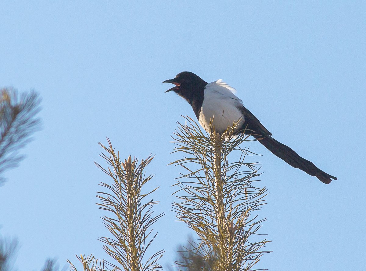 Сорока летит