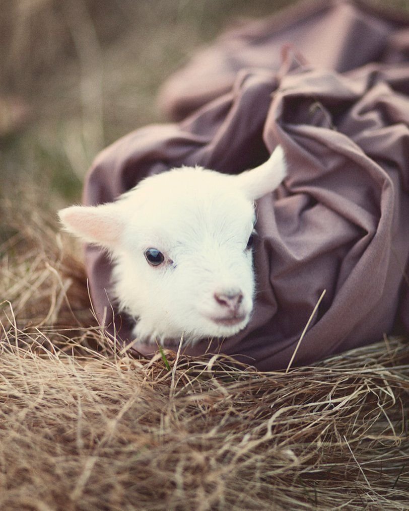 Милые овечки