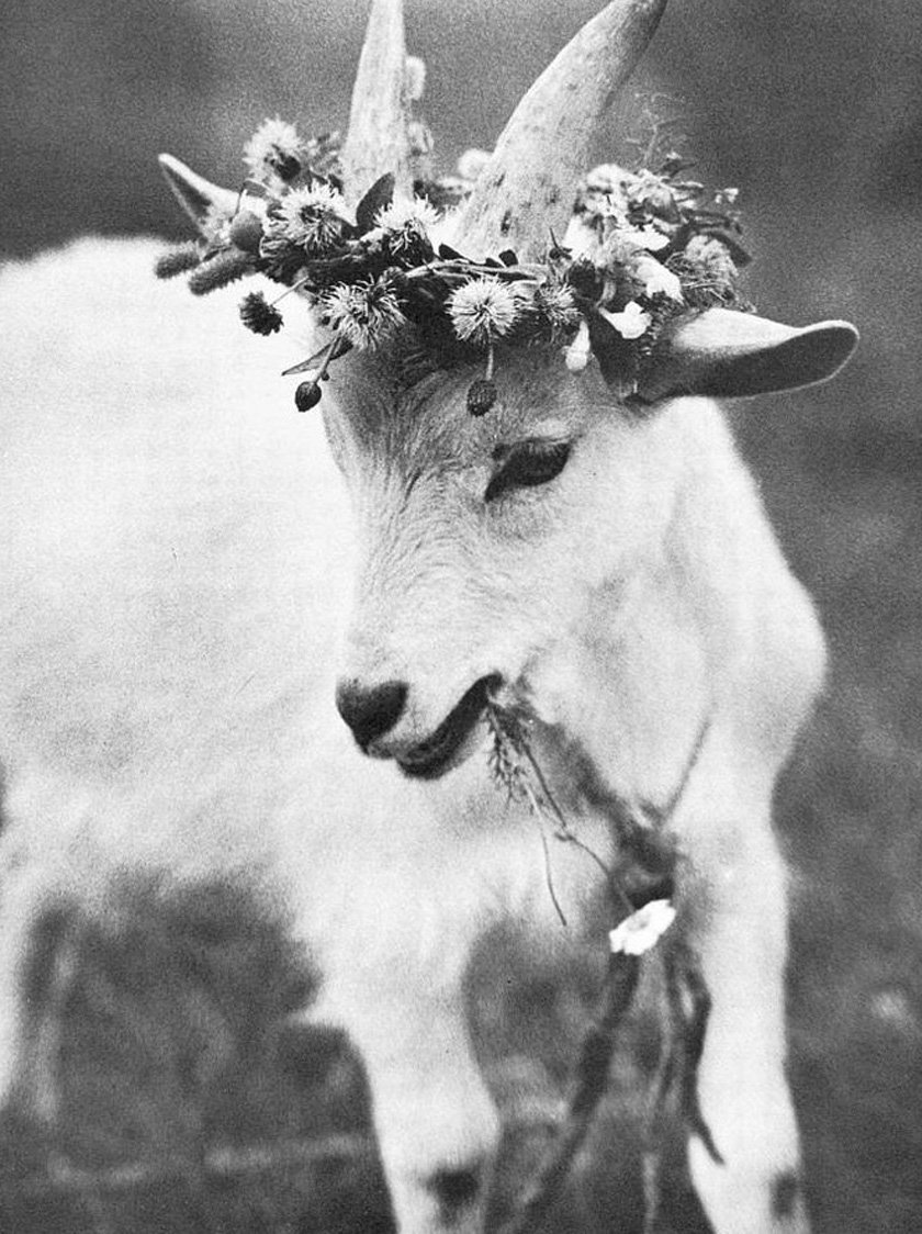 Козлик (мини)