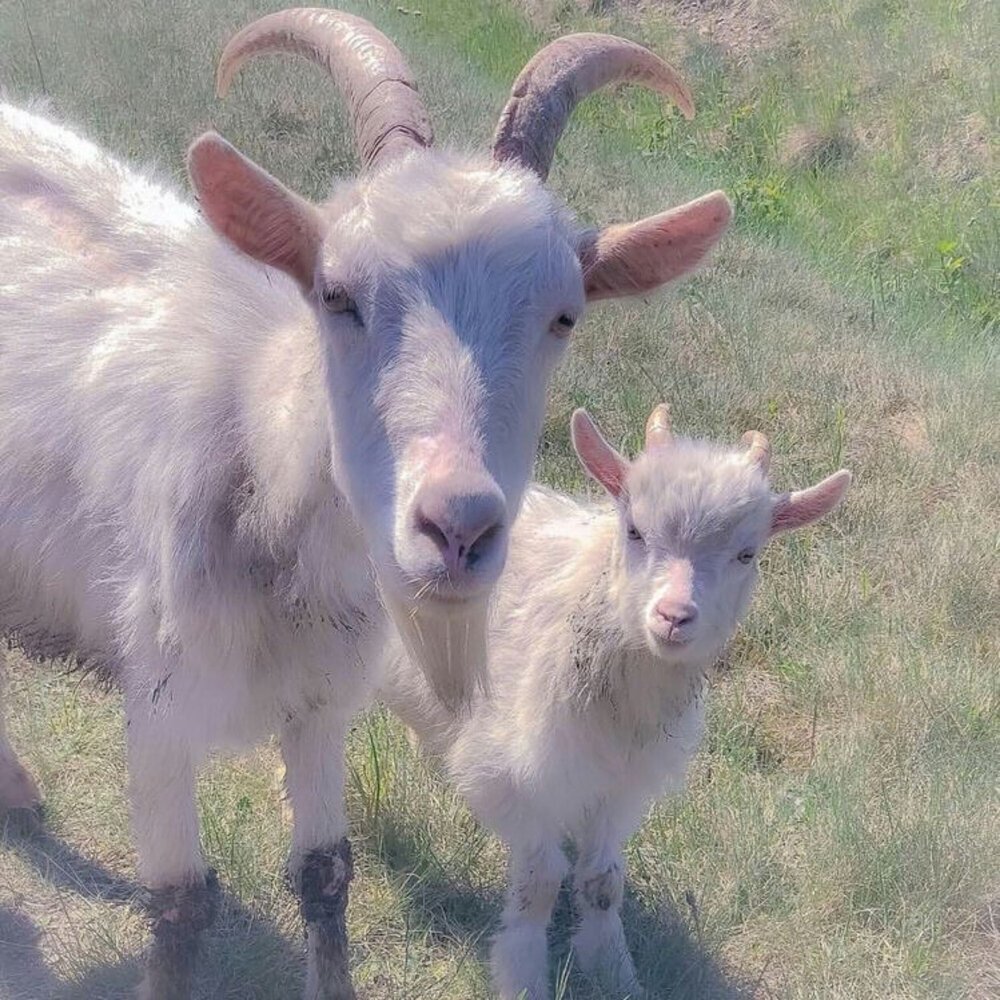 Козлик Эстетика