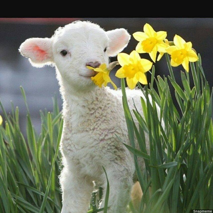 Милые козочки