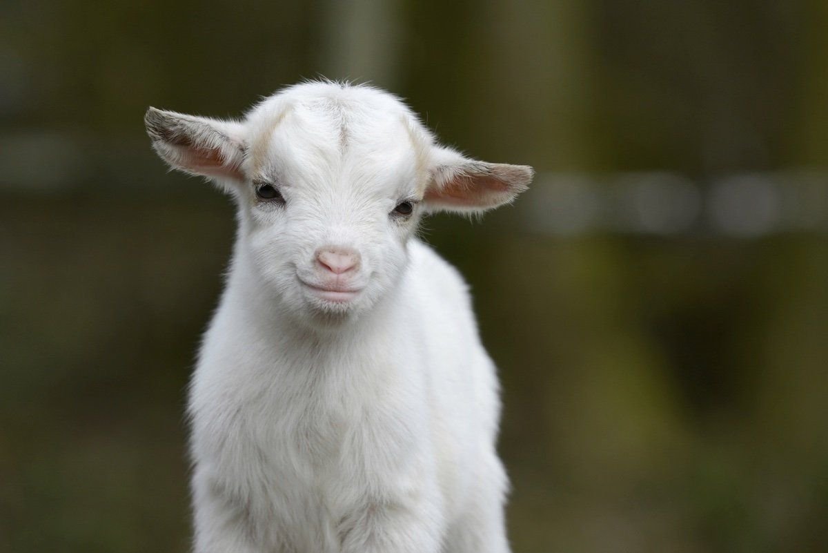 Козлик на руках