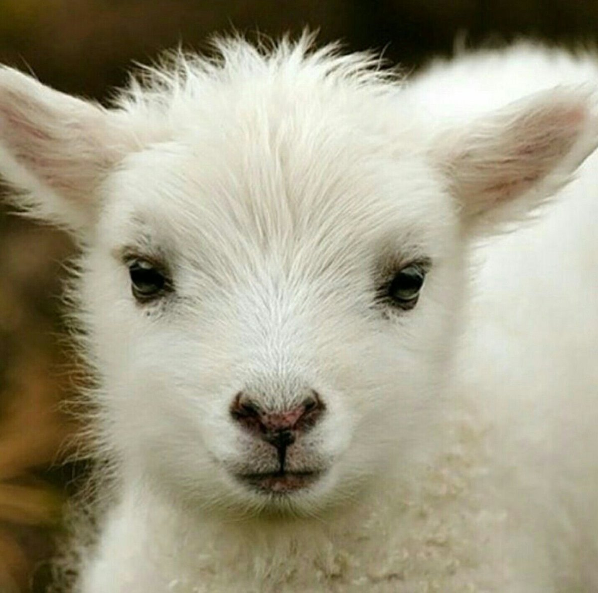 Маленькая козочка